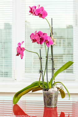 Guida allacquisto del mix per linvasatura delle orchidee