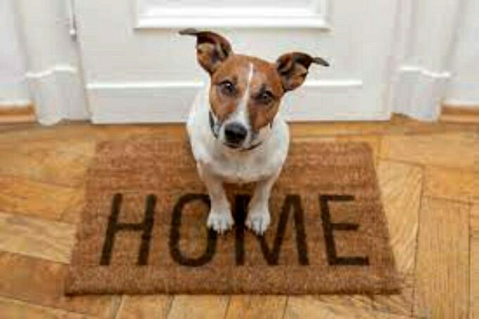Il Pavimento In Laminato Va Bene Per I Cani? Cinque Opzioni Di Pavimentazione Per Animali Domestici